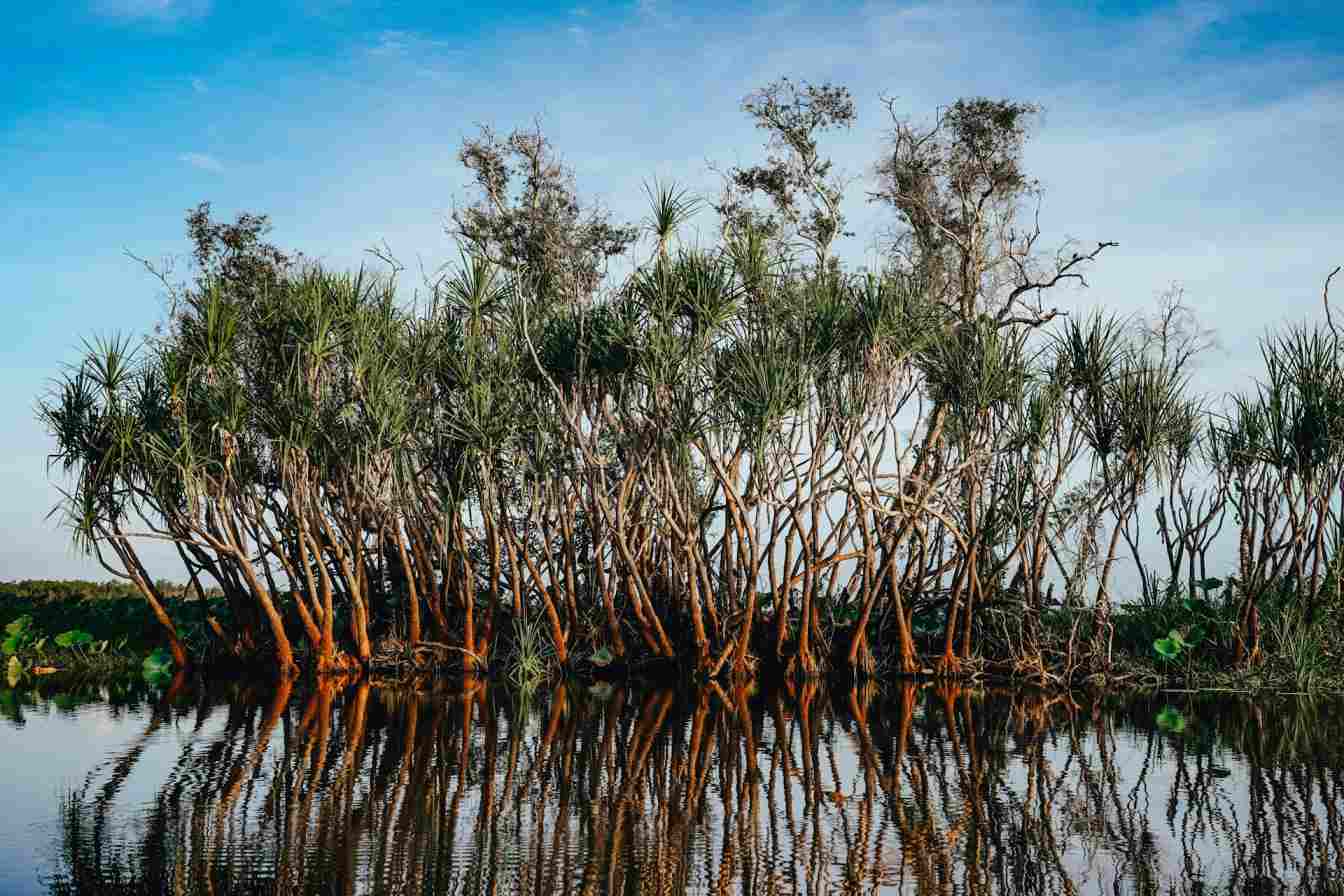 green-trees-on-body-of-water-during-daytime