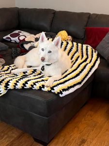 Jens-dog-the-perpetual-toddler